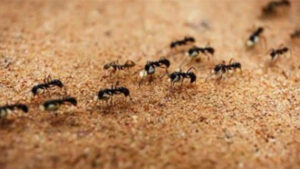 شركة مكافحة النمل في ابوظبي