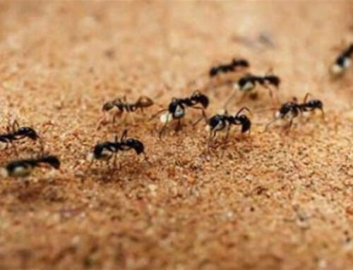شركة مكافحة النمل في ابوظبي |0547137712| قضاء تام
