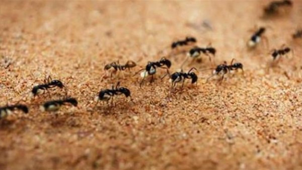 شركة مكافحة النمل في العين
