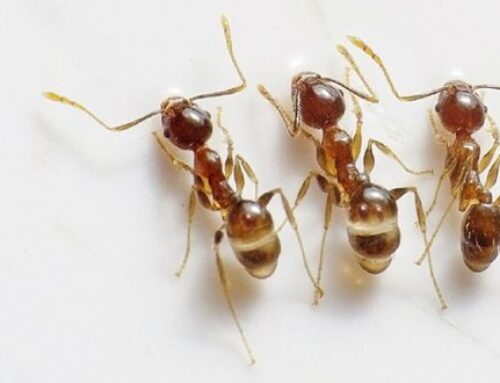 شركة مكافحة النمل في الشارقة |00201114323865| النمل الاسود