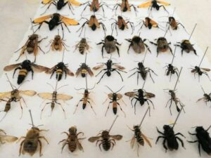 شركة رش حشرات في ابو ظبي